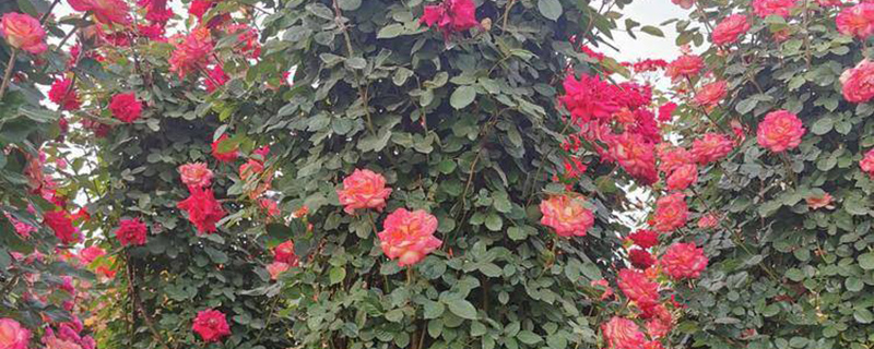 淮北的市花是什么花(图1)