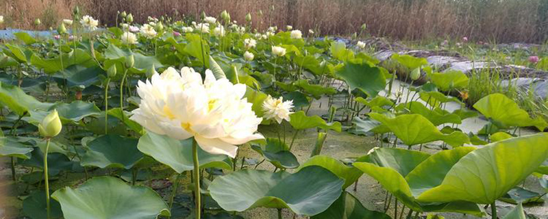 贵港的市花是什么花(图1)
