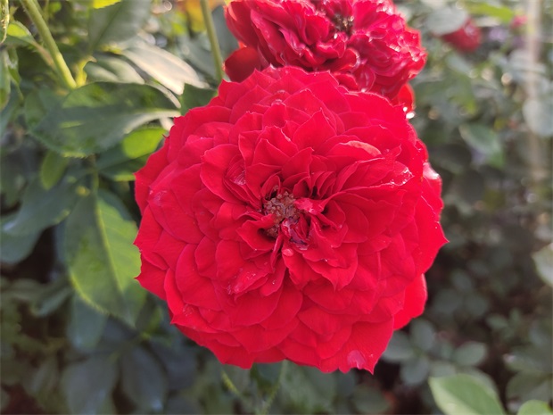 盆栽玫瑰花怎么养(图1)