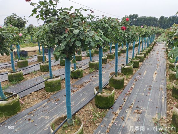 春季苗木生长黄金季,浇水至关重要(图1) 春季苗木生长黄金季,浇水至关重要(图1)