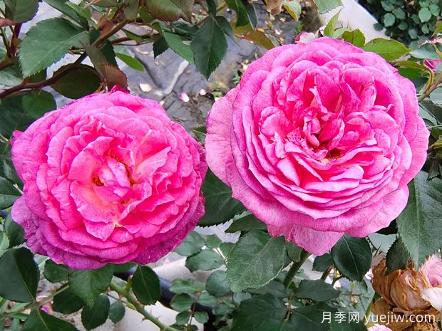 中国十大传统名花(图3) 中国十大传统名花(图3)