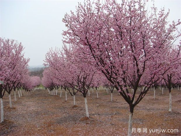 北方城市园林植物八品，一起来细品(图1)