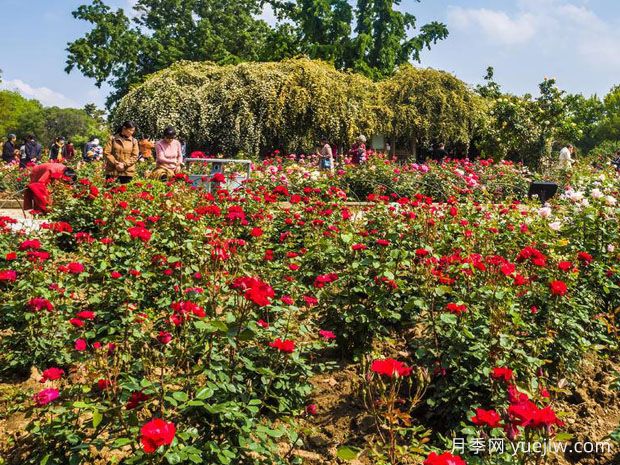 园林造景的九大手法!(图1) 园林造景的九大手法!(图1)