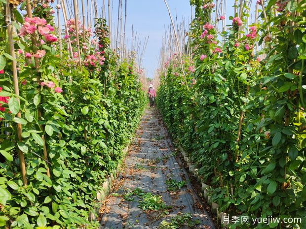 南阳藤本月季基地种植的***佳时间(图2)
