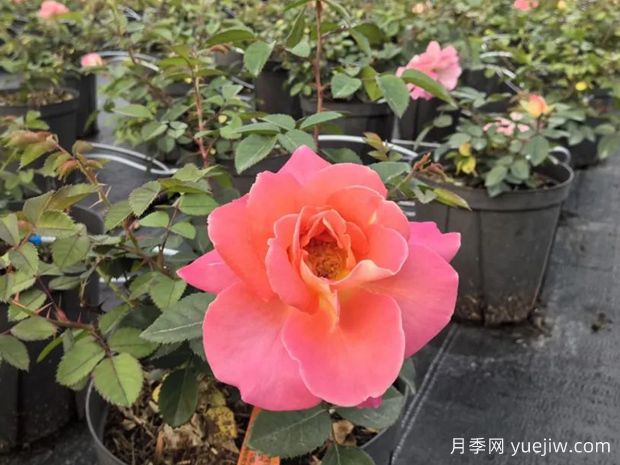 果汁绝代佳人月季(图2) 果汁绝代佳人月季(图3)