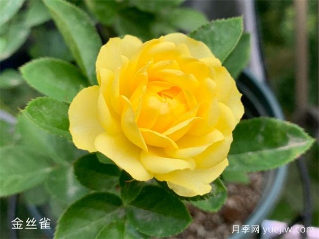 微型月季金丝雀优缺点都不少,养护做好两个点花开不断(图2) 金丝雀月季优缺点总结,养护做好两个点花开不断(图2)