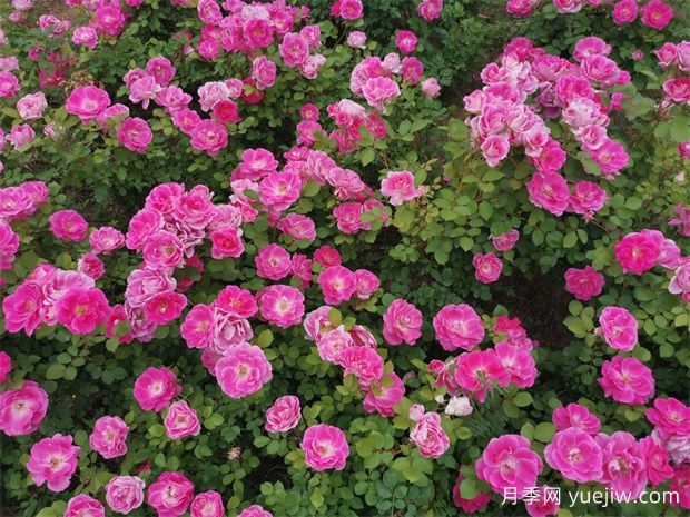丰花月季和切花月季有什么区别？ (图1)