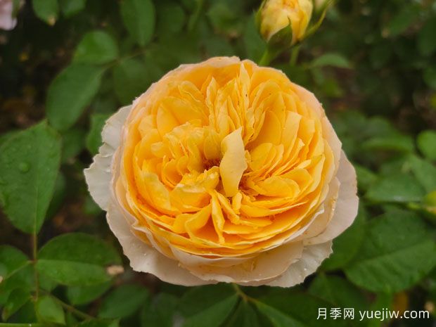 丰花月季和切花月季有什么区别？ (图2)