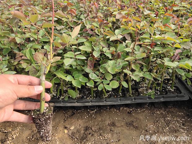 牙签月季移盆后多久服盆(图1) 牙签月季移盆后多久服盆(图1)