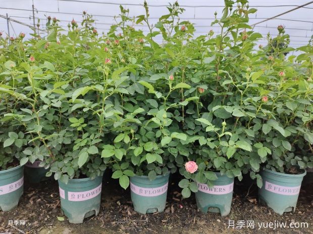 原盆原土刚种下的月季可以淋雨吗(图1) 原盆原土刚种下的月季可以淋雨吗(图1)