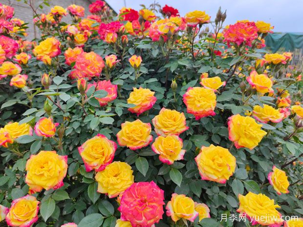 非常漂亮的9种月季花，各具特色绚丽多彩(图4)