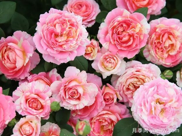 非常漂亮的9种月季花，各具特色绚丽多彩(图2)