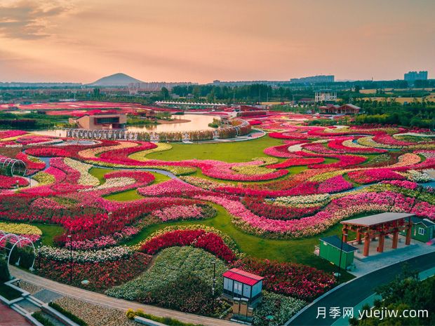 月季花已开！大美南阳等你来！(图2)