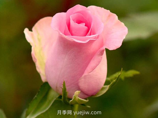 复活月季(图2) 复活月季(图2)