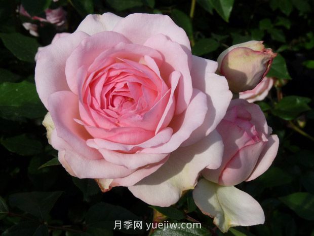 妮娜冯斯陶芬伯格月季(图1) 妮娜冯斯陶芬伯格月季(图1)