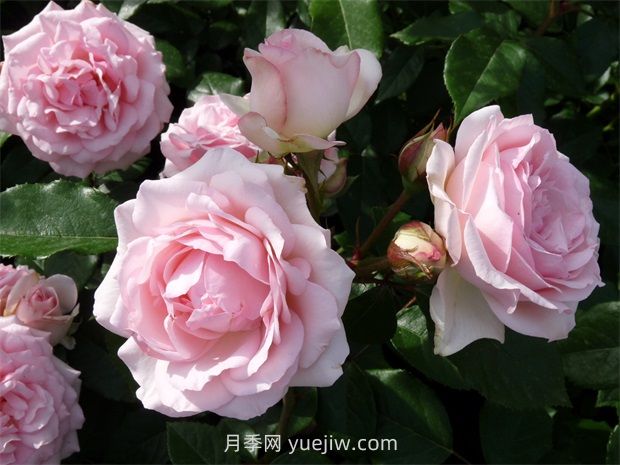 妮娜冯斯陶芬伯格月季(图2) 妮娜冯斯陶芬伯格月季(图2)