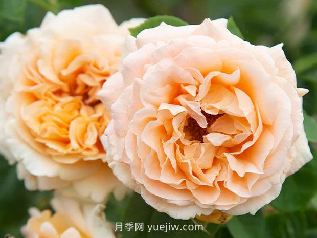 波尔卡月季(图1) 波尔卡月季(图1)