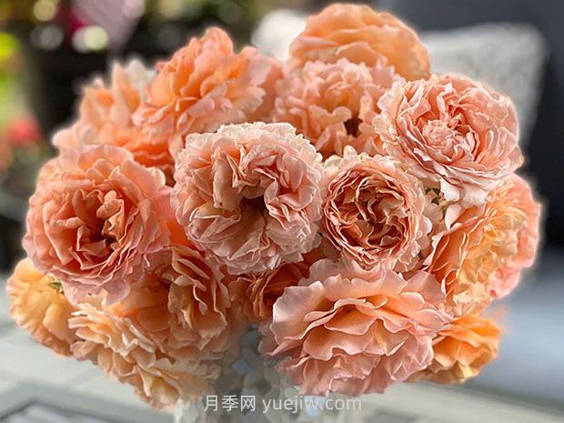 波尔卡月季(图3) 波尔卡月季(图3)