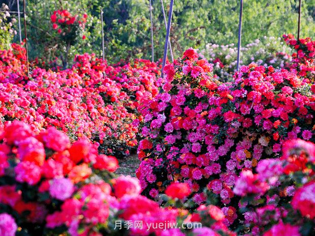 园林景观设计中什么是立体绿化？(图1)