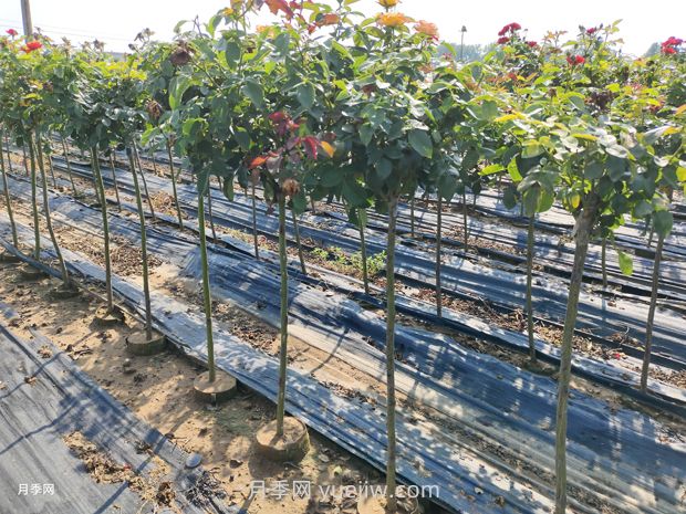 园林景观设计知识:苗木规格术语介绍有哪些?(图1) 园林景观设计知识:苗木规格术语介绍有哪些?(图1)