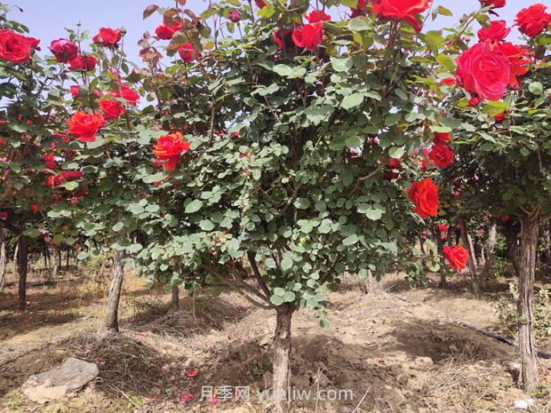 六月份园林养护技术要点(图2)