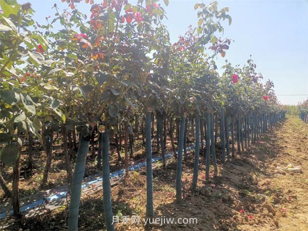 夏天月季施肥注意这3点,否则很容易黑杆(图1) 夏天月季施肥注意这3点,否则很容易黑杆(图1)