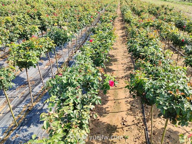 夏天月季施肥注意这3点,否则很容易黑杆(图2) 夏天月季施肥注意这3点,否则很容易黑杆(图2)