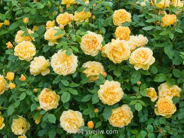 黄金庆典月季，优缺点大解析在这里(图1)