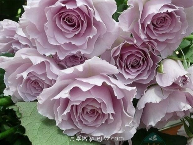 紫色白色的完美结合，蜻蜓月季有什么优缺点？(图1)