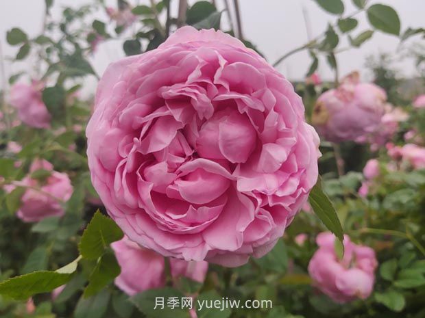 自由精神月季的优缺点不足:什么?(图1) 粉嫩可爱的自由精神月季优缺点有什么?(图1)