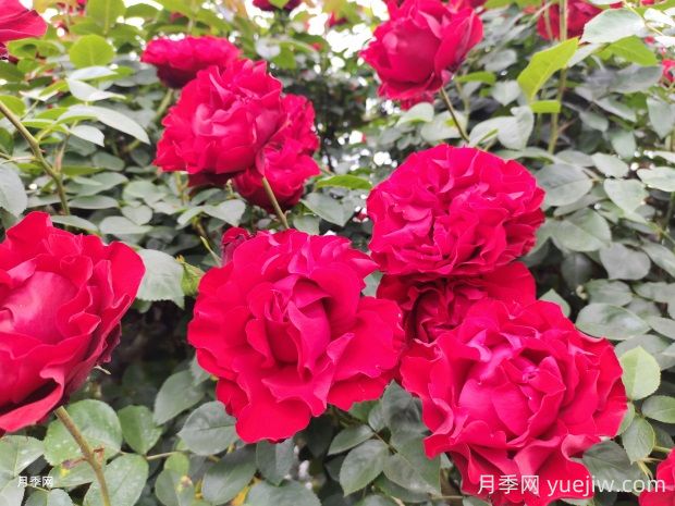 御用马车月季的优缺点是什么?(图1) 御用马车月季的优缺点是什么?(图1)