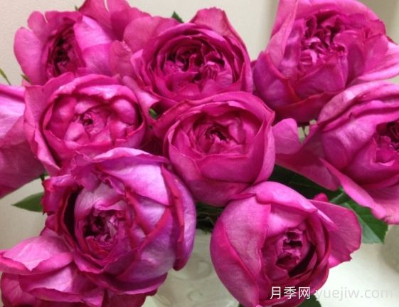 伊芙热情月季的优缺点是什么?(图1) 伊芙热情月季的优缺点是什么?(图1)