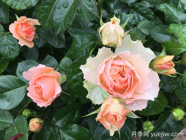 木星王月季的优缺点是什么?(图1) 木星王月季的优缺点是什么?(图1)