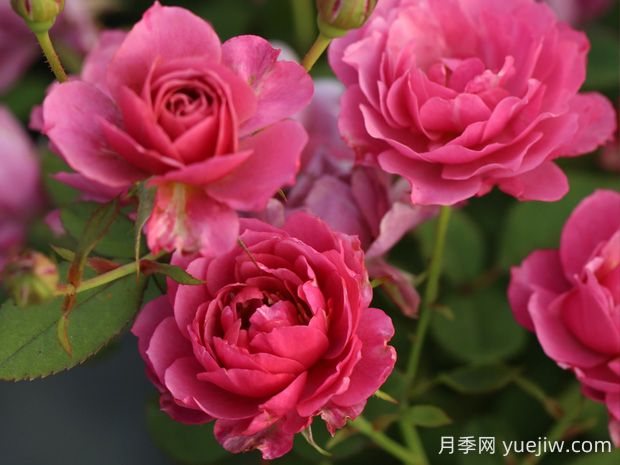 葵月季的优缺点是什么？(图1)