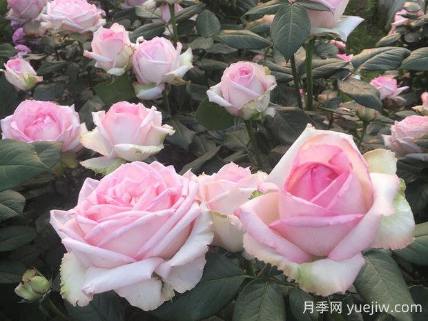 乐天派月季优缺点有哪些？(图1)