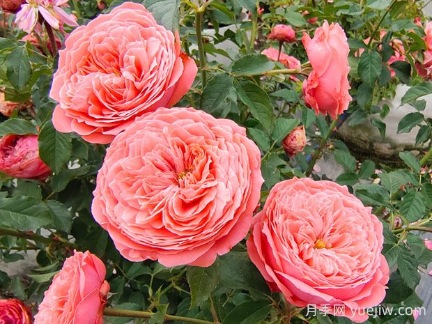 火灵鸟月季的优缺点是什么?(图1) 火灵鸟月季的优缺点是什么?(图1)
