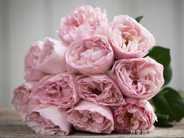 浪漫绯句月季的优缺点是什么?(图1) 浪漫绯句月季的优缺点是什么?(图1)