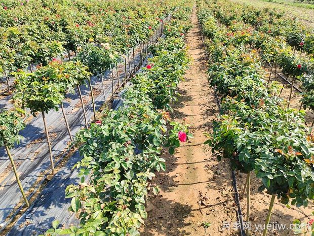 小青杆月季的优缺点是什么?(图2) 小青杆月季的优缺点是什么?(图2)