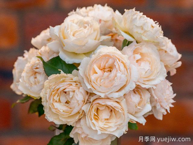 白月光月季(图2) 白月光月季(图2)