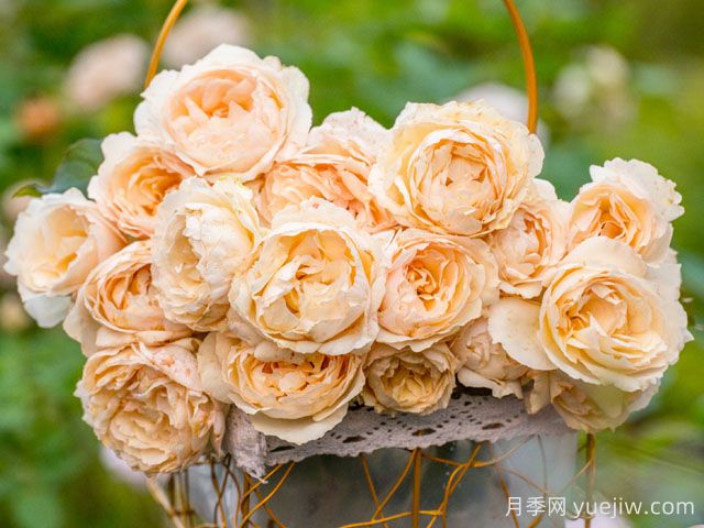 白月光月季(图3) 白月光月季(图3)