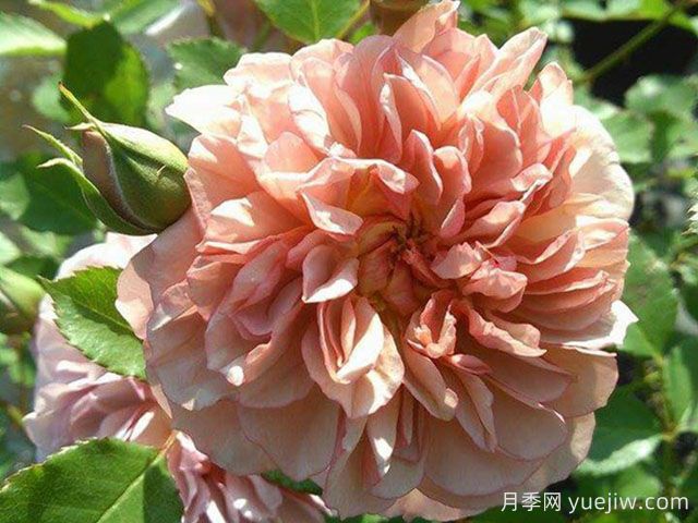 金盏花月季(图1) 金盏花月季(图1)