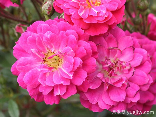 紫雨月季(科德斯)(图2) 紫雨月季(科德斯)(图2)