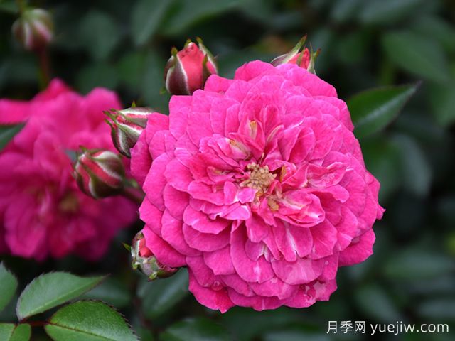 紫雨月季(科德斯)(图3) 紫雨月季(科德斯)(图3)