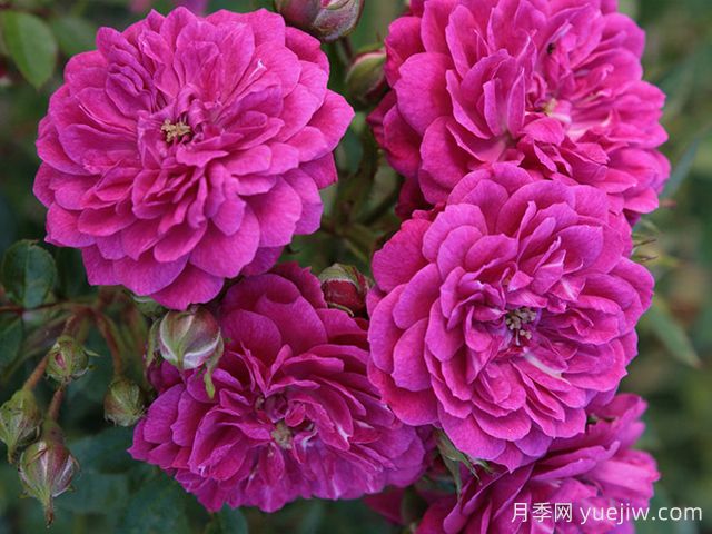 紫雨月季(科德斯)(图1) 紫雨月季(科德斯)(图1)