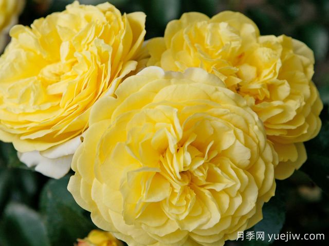 索莱罗月季(图1) 索莱罗月季(图1)