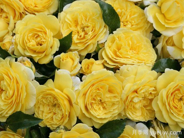 索莱罗月季(图2) 索莱罗月季(图2)