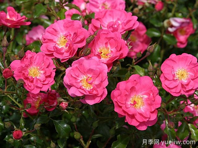 霓虹月季/霓虹灯(图4) 霓虹月季/霓虹灯(图4)