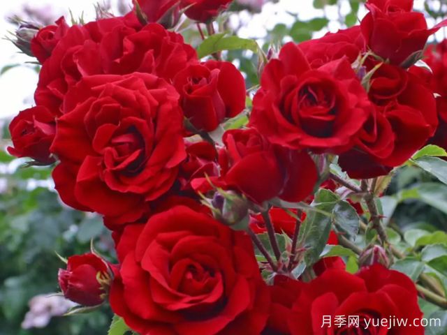 艾玛迪斯月季/阿玛迪斯(图2) 艾玛迪斯月季/阿玛迪斯(图2)