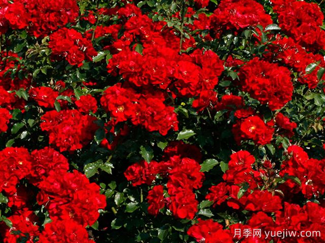 红色海盗月季(图3) 红色海盗月季(图3)