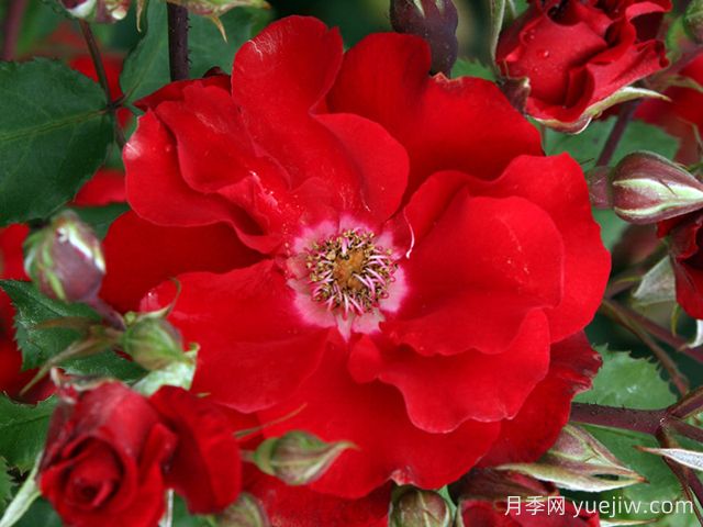 红色海盗月季(图1) 红色海盗月季(图1)